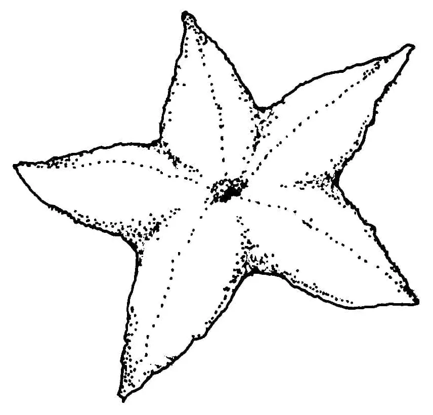 Starfish coloring page download, print or color online for free