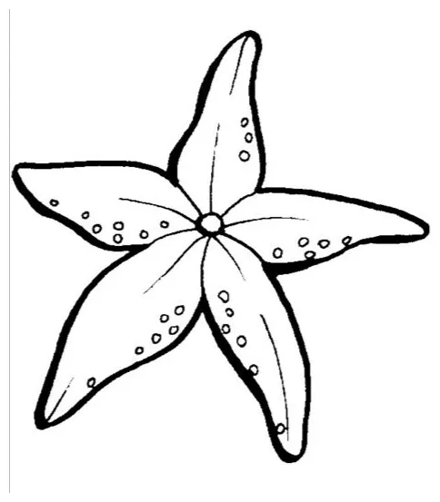 Starfish Coloring Page