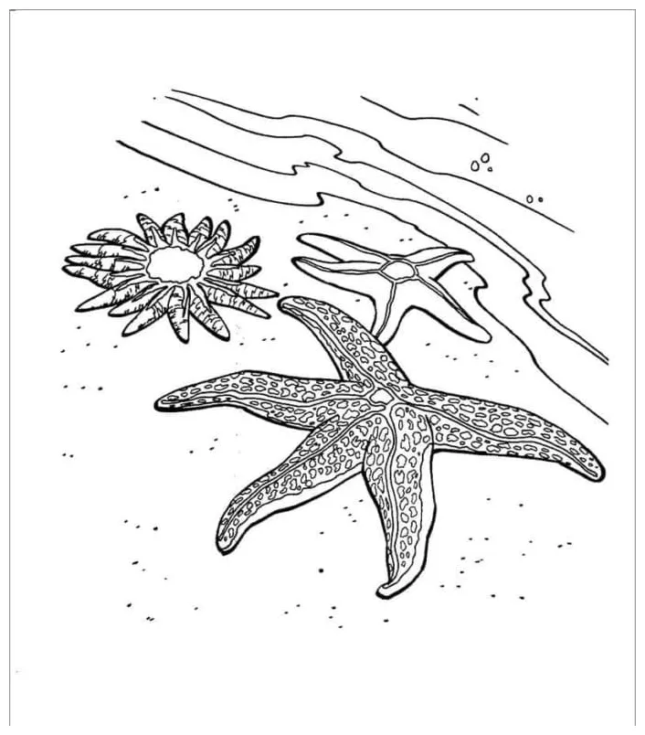 Starfish on the Beach coloring page - Download, Print or Color Online