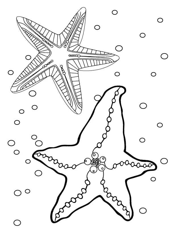 Starfish coloring page