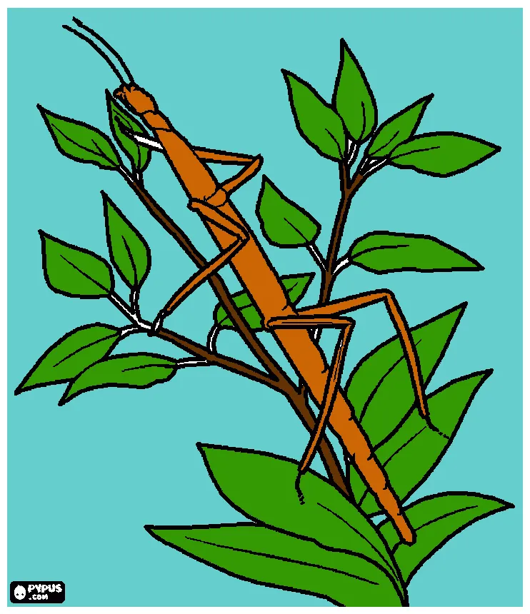 Stick bug coloring page, printable stick bug