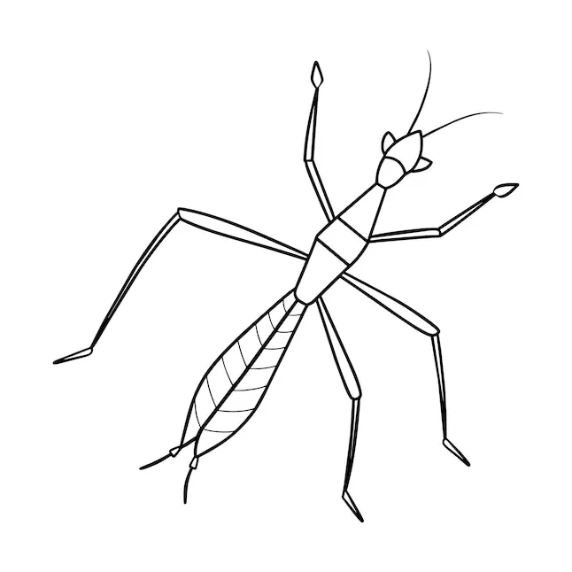 Premium vector stick insect illustration coloring page for kids