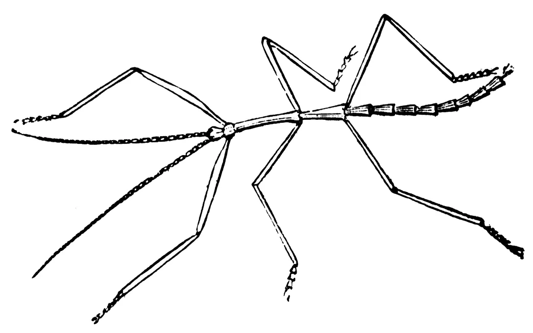 Walking coloring pages