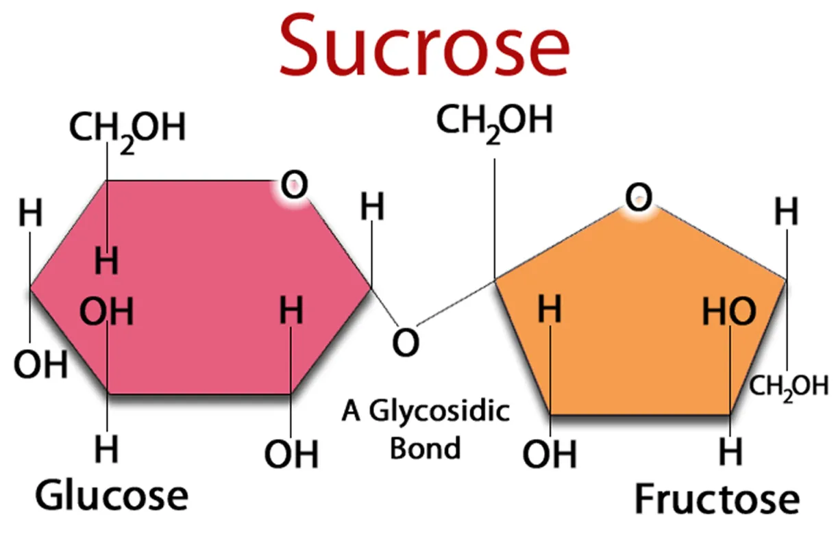 What and how your body metabolises sugar glucose and fructose