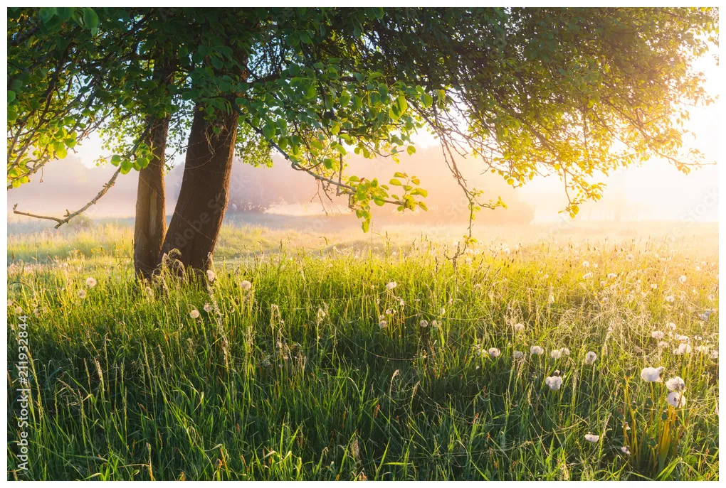 Vivid nature . summer nature. colorful summer landscape