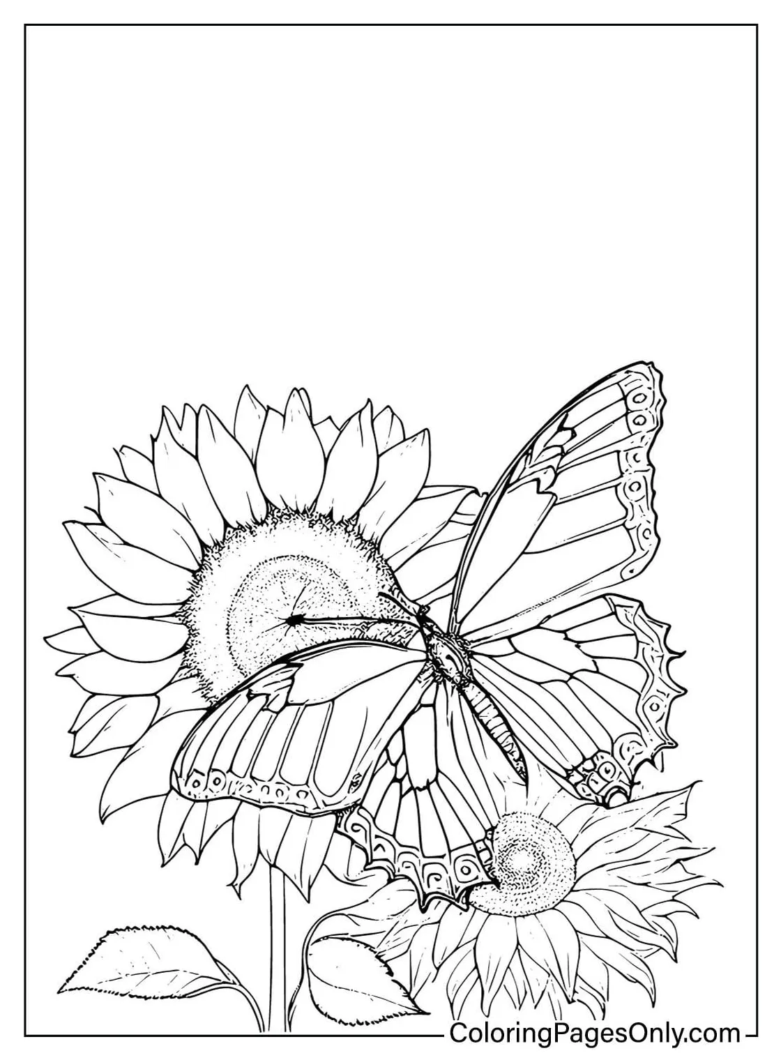 Coloring Sheets Sunflower - Free Printable Coloring Pages