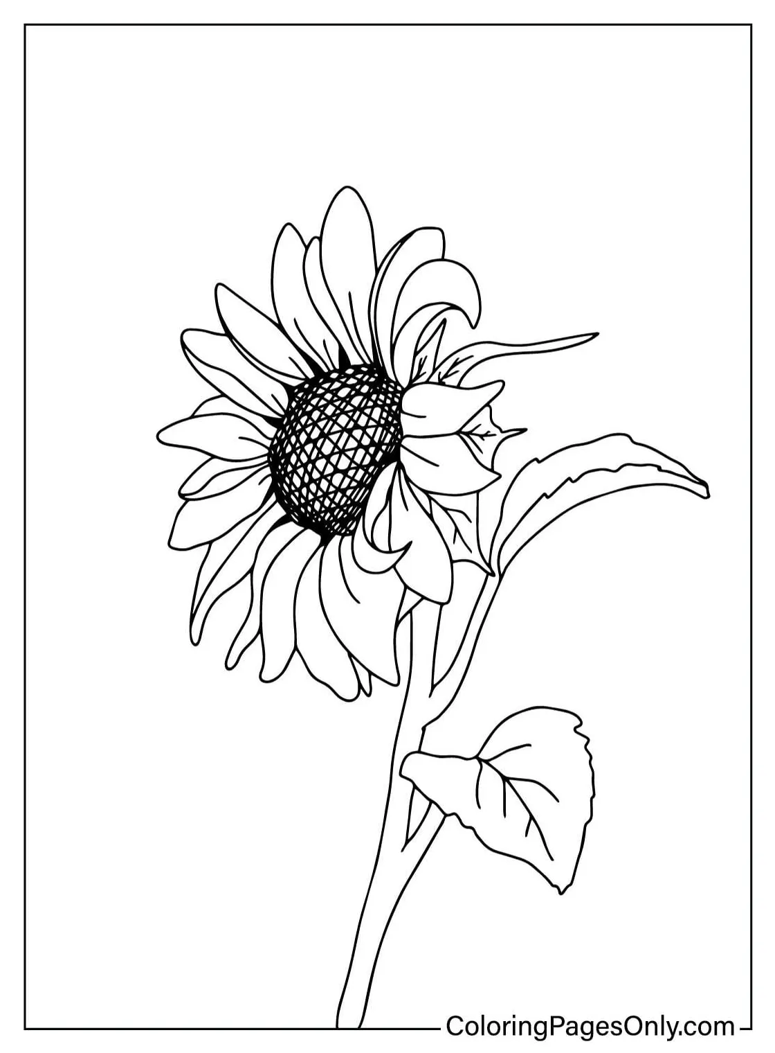 Coloring page sunflower free printable coloring pages