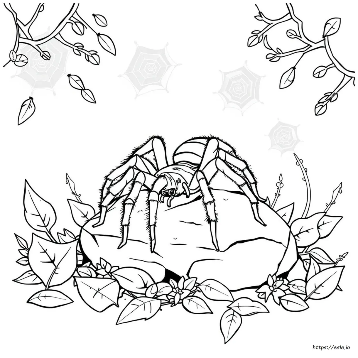 Tarantula coloring page