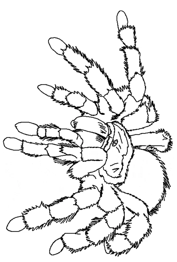 Animals town animals color sheet