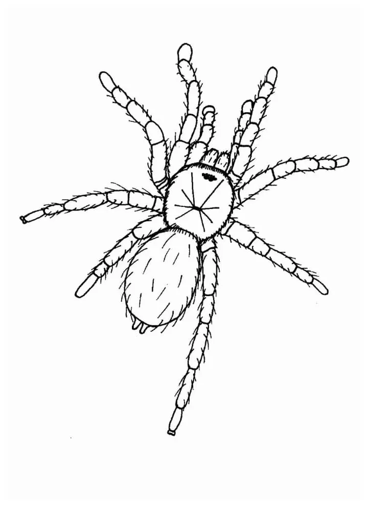 Tarantula spider coloring pages coloringlib
