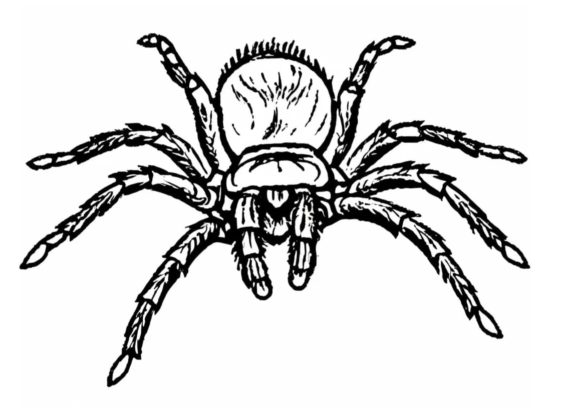 Tarantula spider coloring pages coloringlib