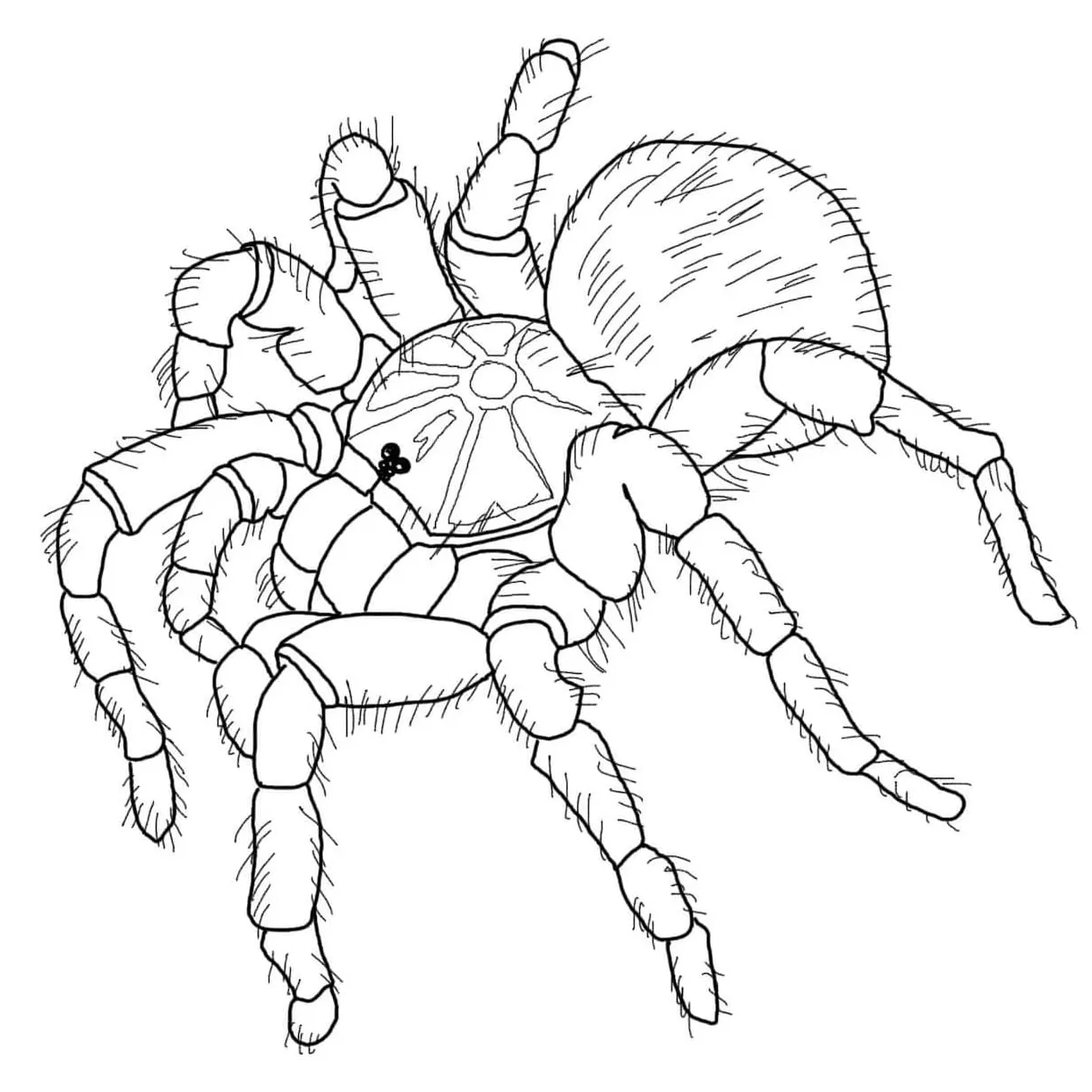Tarantula spider coloring pages coloringlib