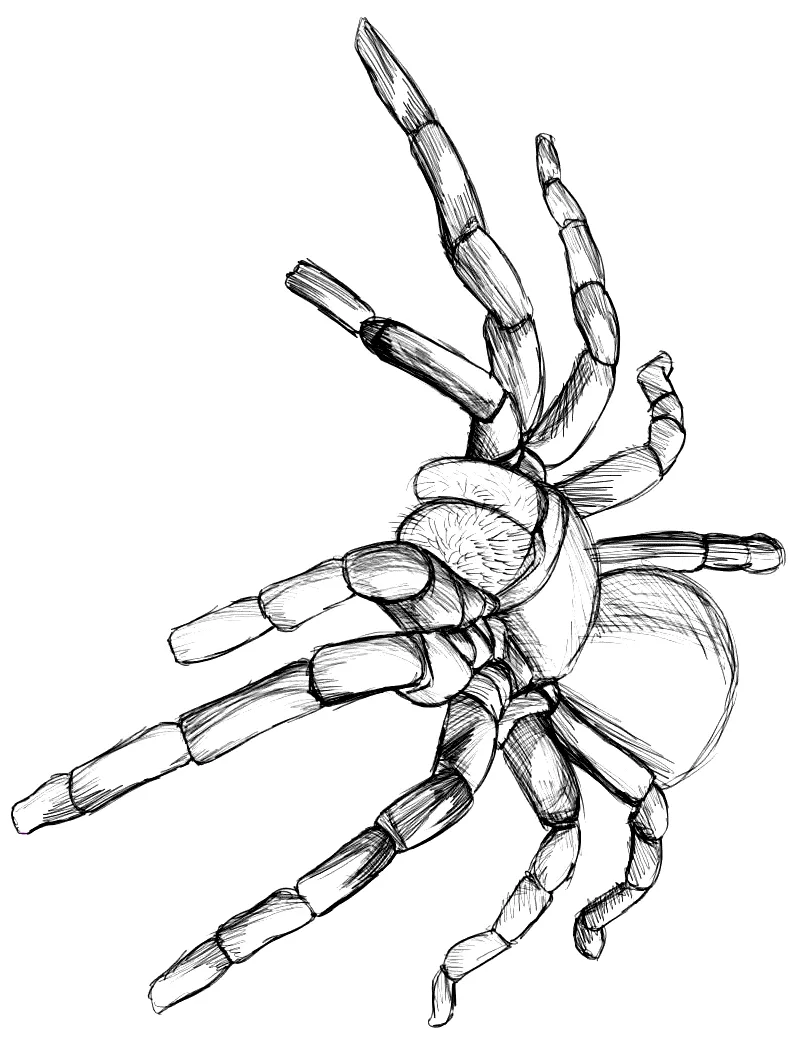 Animals town animals color sheet