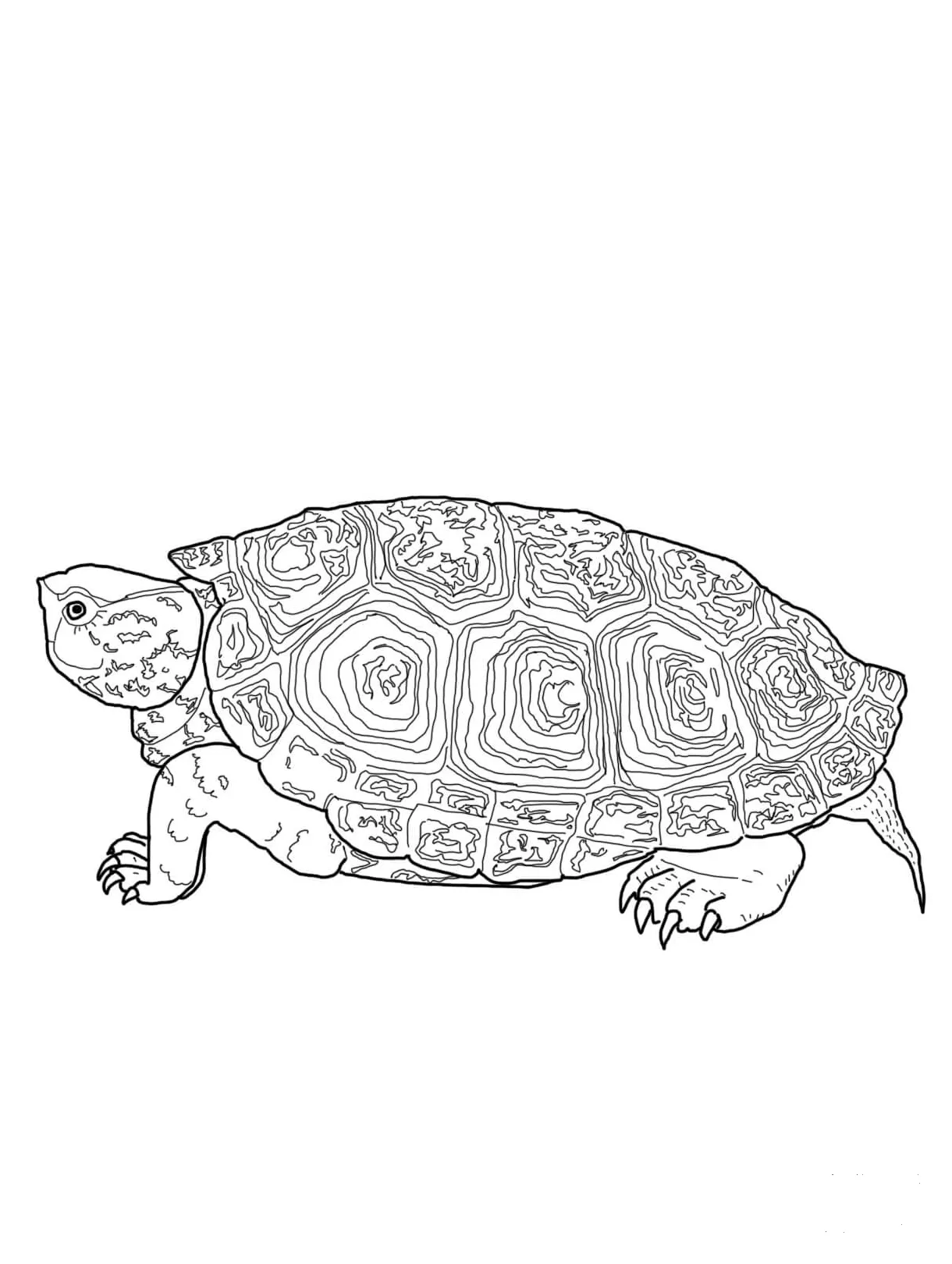 Diamondback colouringpages