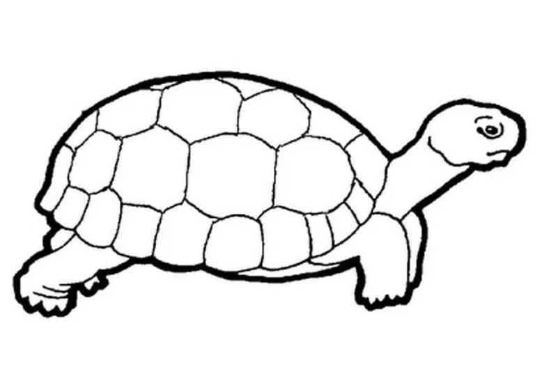 Coloring pages: Coloring pages: Terrapin, printable for kids & adults, free