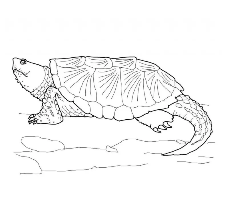 Coloring pages: Terrapin, printable for kids & adults, free
