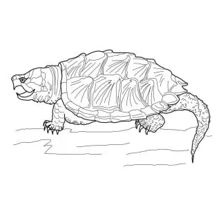 Coloring pages terrapin, printable for kids & adults, free