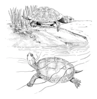 Terrapin coloring pages | Free Coloring Pages