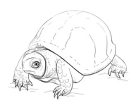Terrapin coloring pages | Free Coloring Pages