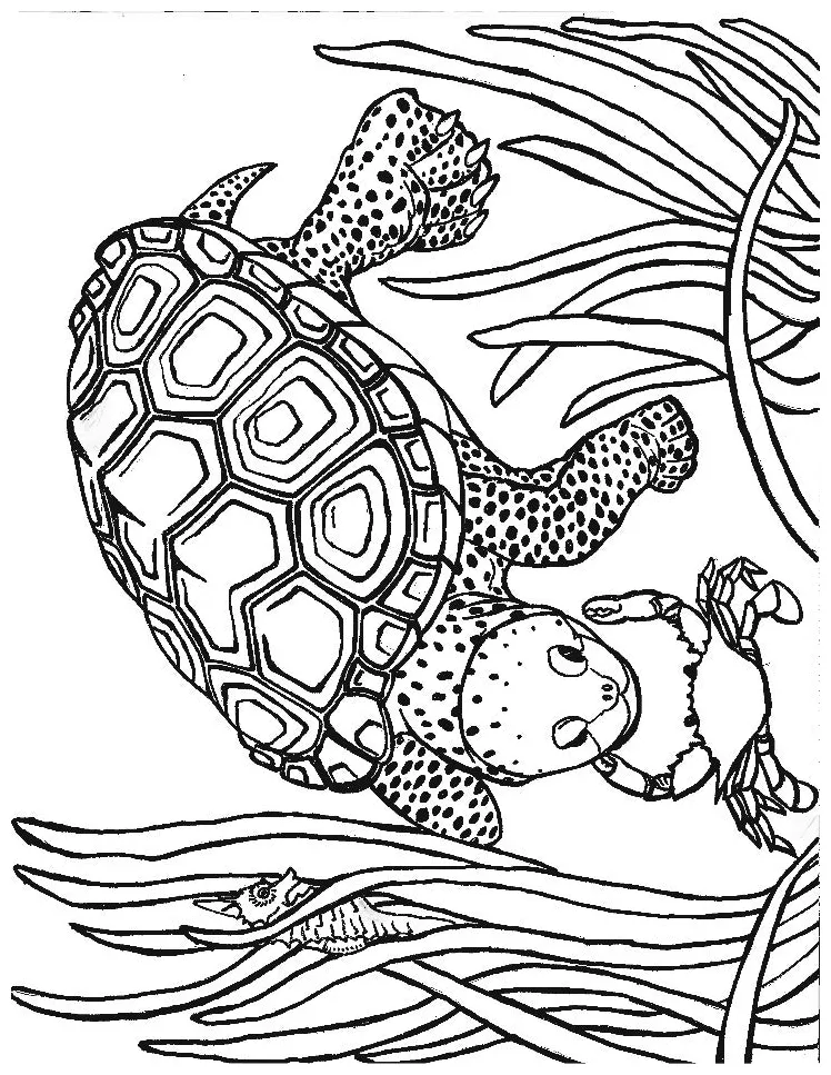 Diamondback Terrapin Coloring Page Coloring Coloring Pages