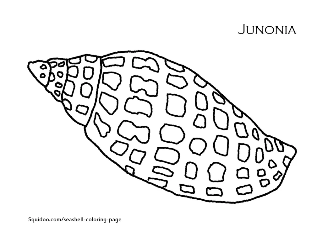 Shell coloring pages to download and print for free
