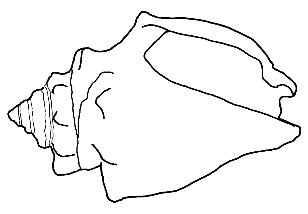 Shell coloring pages to download and print for free printable coloring page