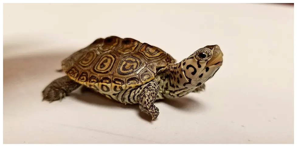 Terrapin coloring pages e3 portal