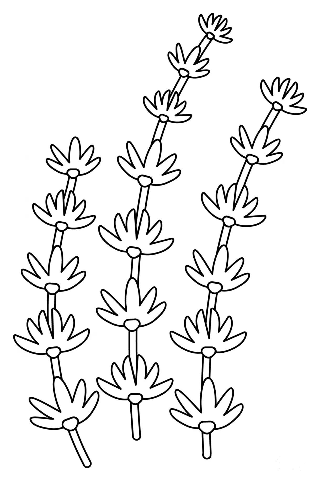 Thyme coloring page - ColouringPages