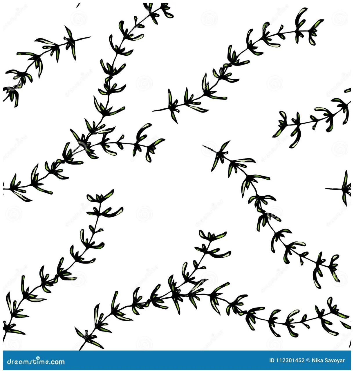 Thyme Coloring Page For Children: Haworthia Fasciata Plant Royalty-Free