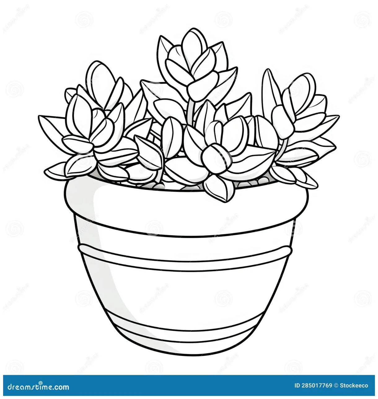Thyme Coloring Page For Children: Haworthia Fasciata Plant Royalty-Free
