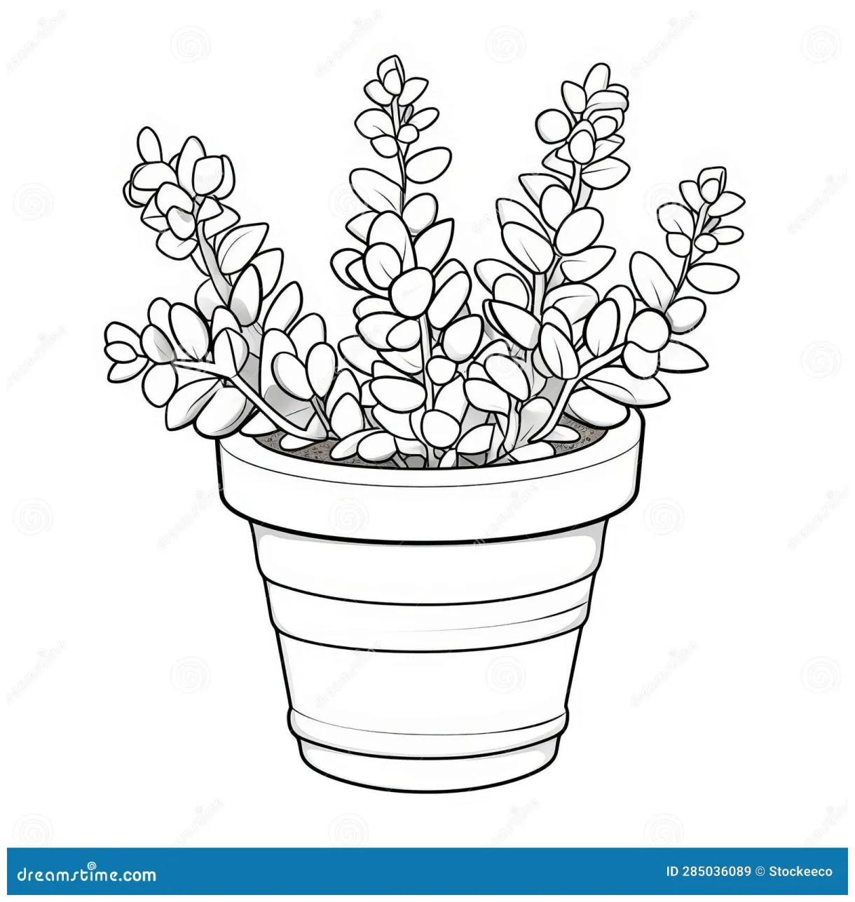 Thyme Coloring Page For Kids: Haworthia Fasciata Plant In Cartoon Style