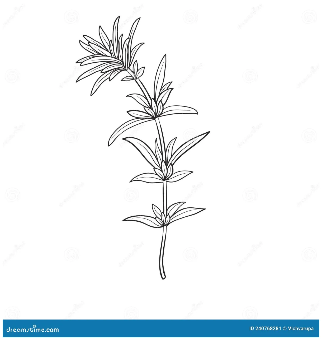 Thyme Coloring Page For Kids: Haworthia Fasciata Plant In Cartoon Style