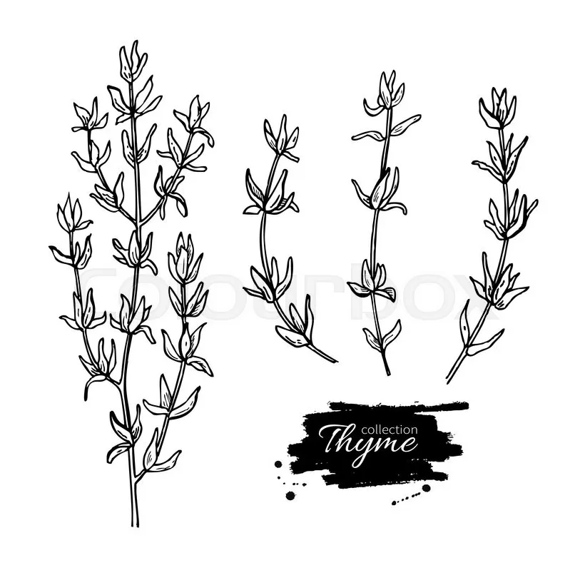 Thyme Coloring Page Coloring Pages