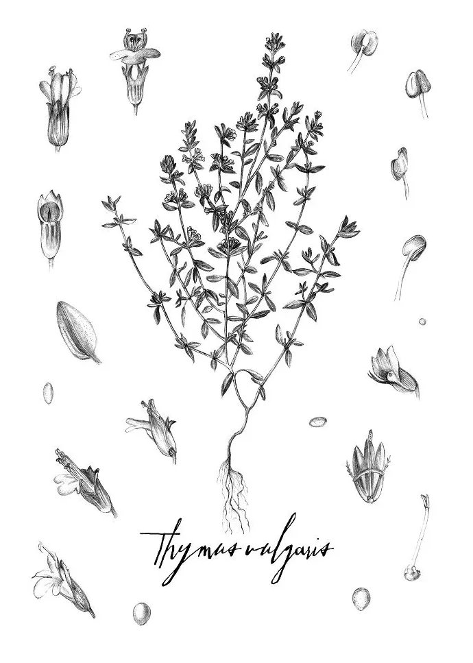 Thyme Coloring Page Coloring Pages