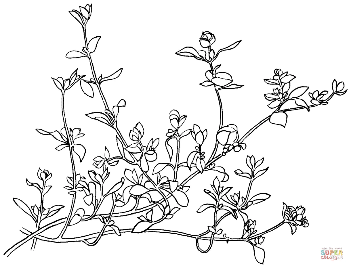 Thyme Herb Coloring Coloring Pages