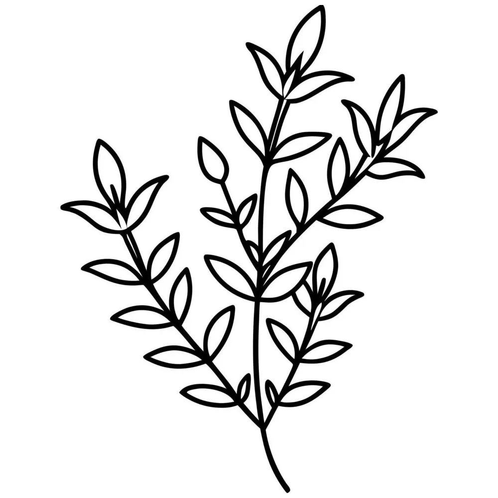 Thyme Herb Botanical Coloring Page 69609421 Vector Art at Vecteezy
