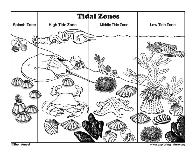 Tidal zones coloring page ocean theme preschool, ocean tides activity