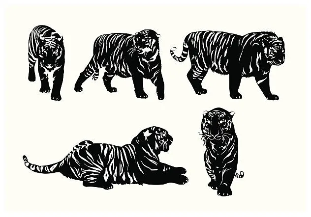 70+ tiger stalking prey stock illustrations, royalty-free vector