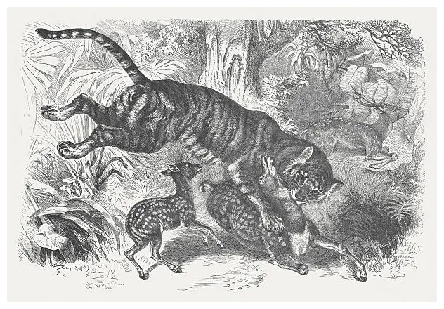 Tiger stalking prey illustrations, royalty-free vector graphics & clip