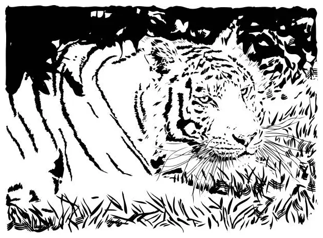 Tiger stalking prey illustrations, royalty-free vector graphics & clip