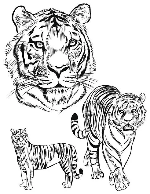 Tiger stalking prey illustrations, royalty-free vector graphics & clip