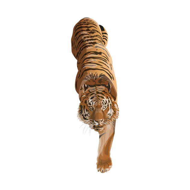 Tiger stalking prey illustrations, royalty-free vector graphics & clip
