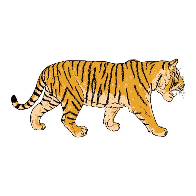 Tiger stalking prey illustrations, royalty-free vector graphics & clip