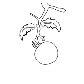 Organic tomato coloring page for kids free tomatoes printable