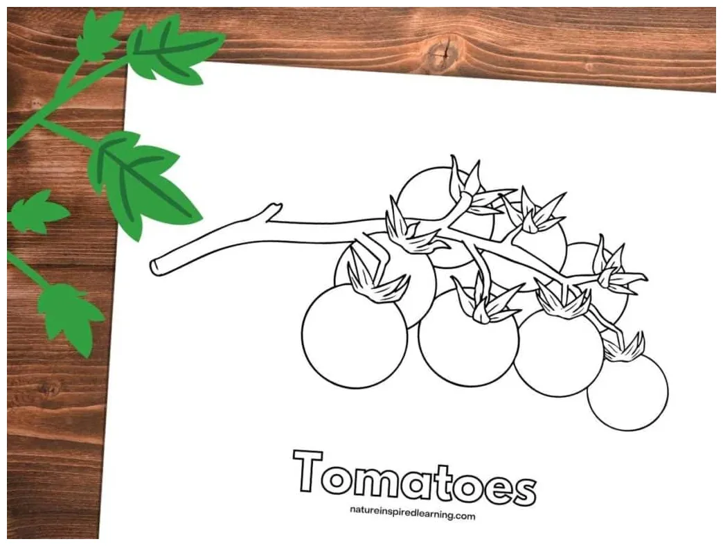 Tomato coloring pages nature inspired learning