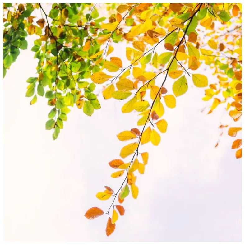 Tomato vine color scheme » » schemecolor