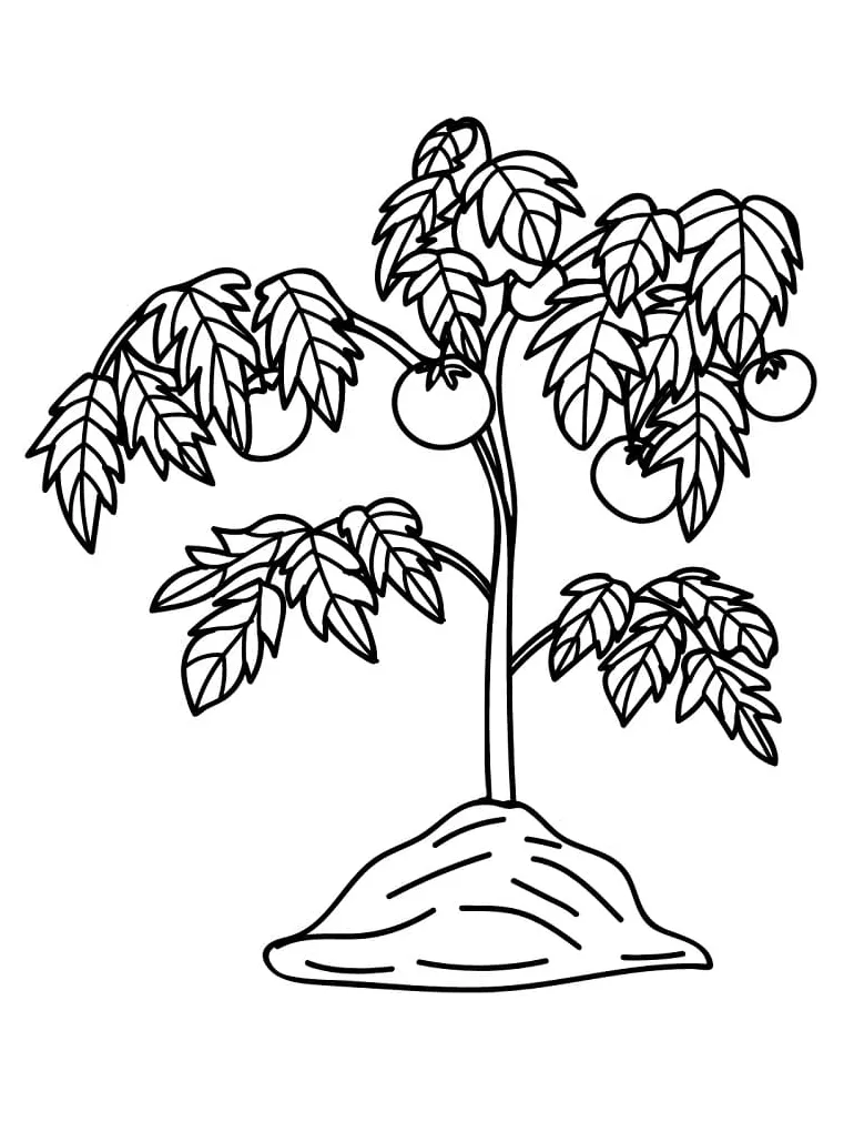 Printable tomato plant coloring page download, print or color online