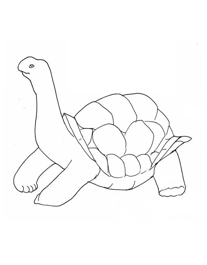 Tortoise s coloring page coloringus