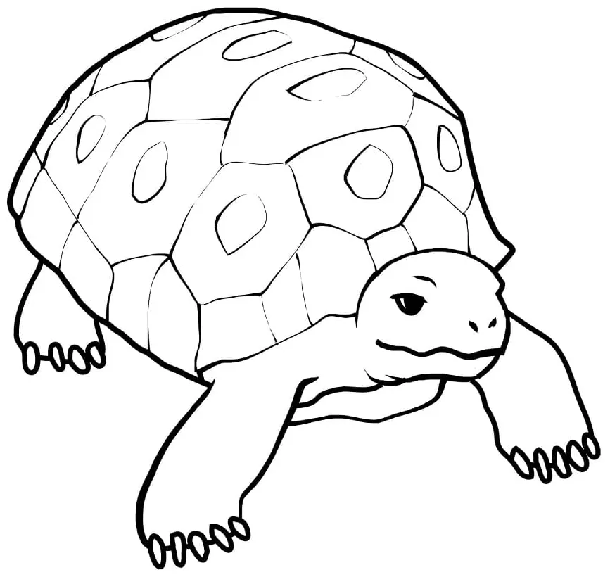Tortoise printable coloring page download, print or color online for free