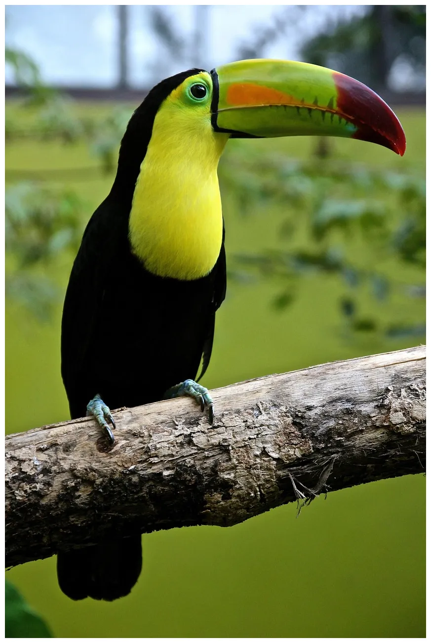 300+ free toucan & nature s pixabay